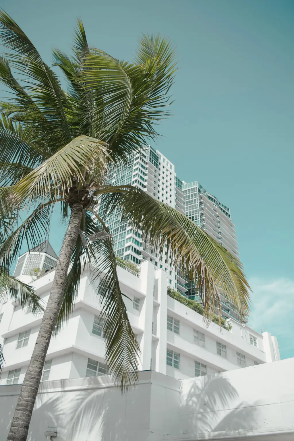 Palmera junto a un edificio blanco moderno en Miami